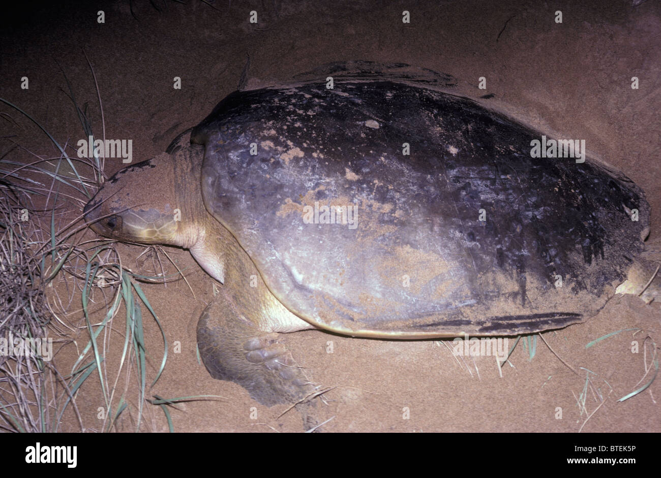 Flatback turtle female (Chelonia depressa: Cheloniidae) laying eggs at night Australia Stock Photo