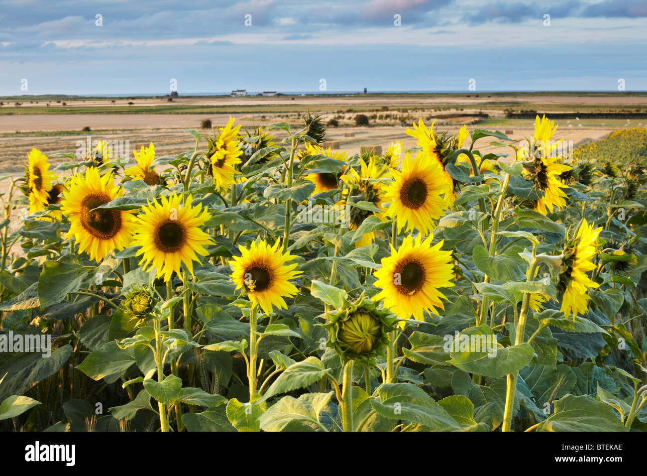 Sunflowers used as conservation headland on a farm in Northumberland Stock Photo