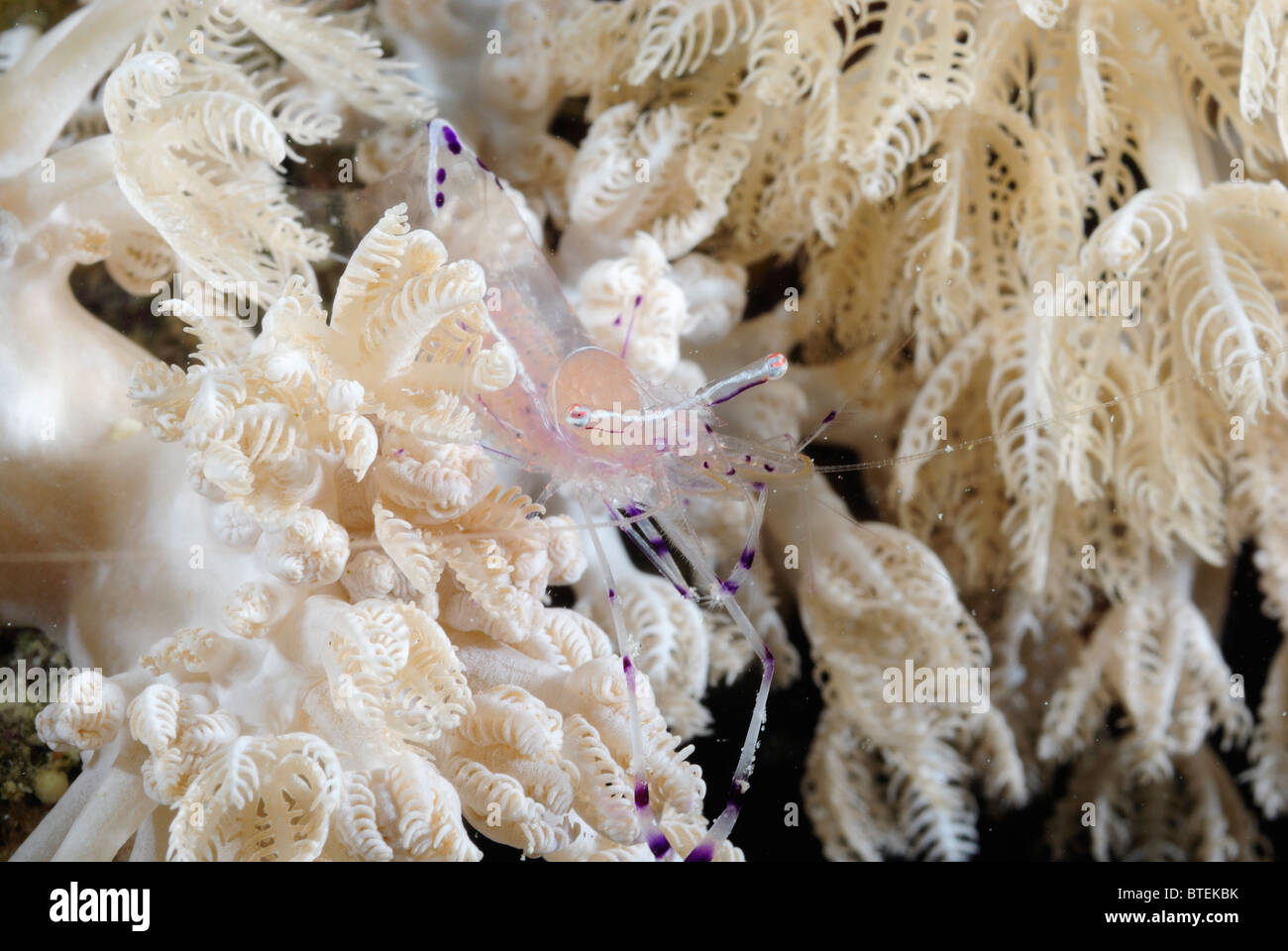 Anemone shrimp, off Hamata coast, Egypt, Red Sea Stock Photo - Alamy