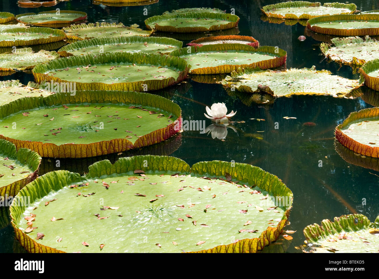 The famous giant water lilies in the SSR Botanical Gardens