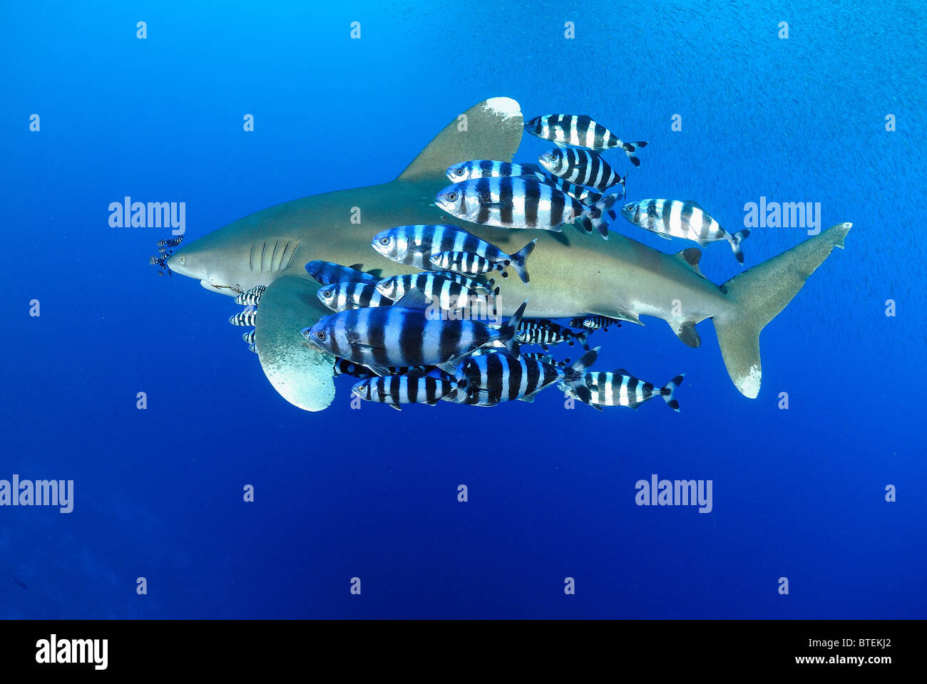 Oceanic whitetip shark, Daedalus Island, Egypt, Red Sea Stock Photo