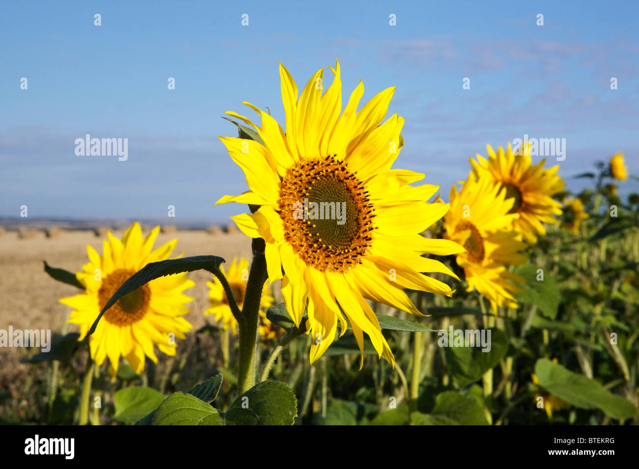 Sunflowers used as conservation headland on a farm in Northumberland Stock Photo