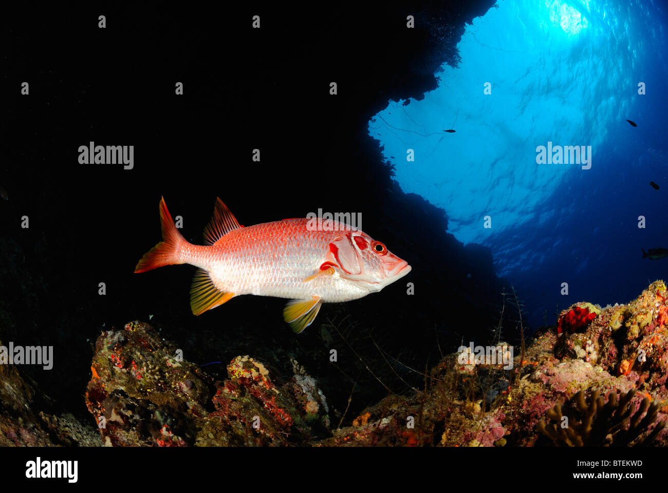 Sabre squirrelfish, Big Brother Island, Egypt, Red Sea Stock Photo
