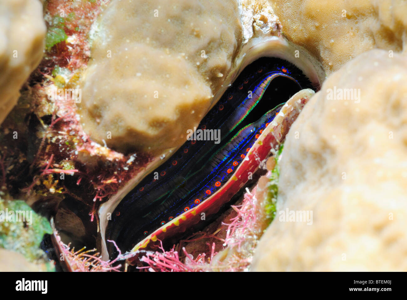 Coral clam, off Hamata coast, Egypt, Red Sea Stock Photo