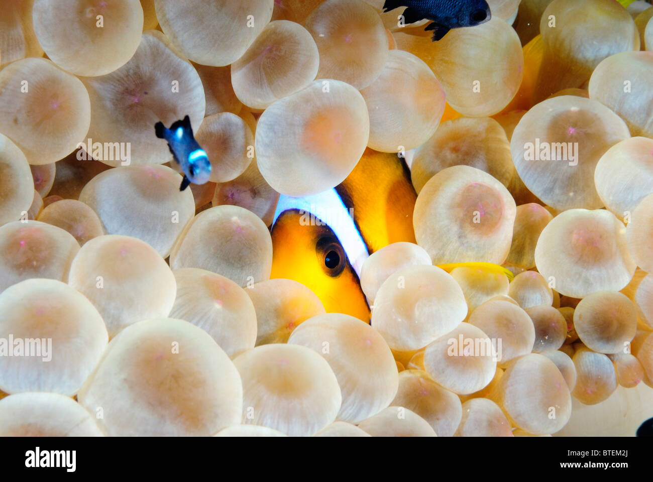 Twoband anemonefish, off coast of Safaga, Egypt, Red Sea Stock Photo