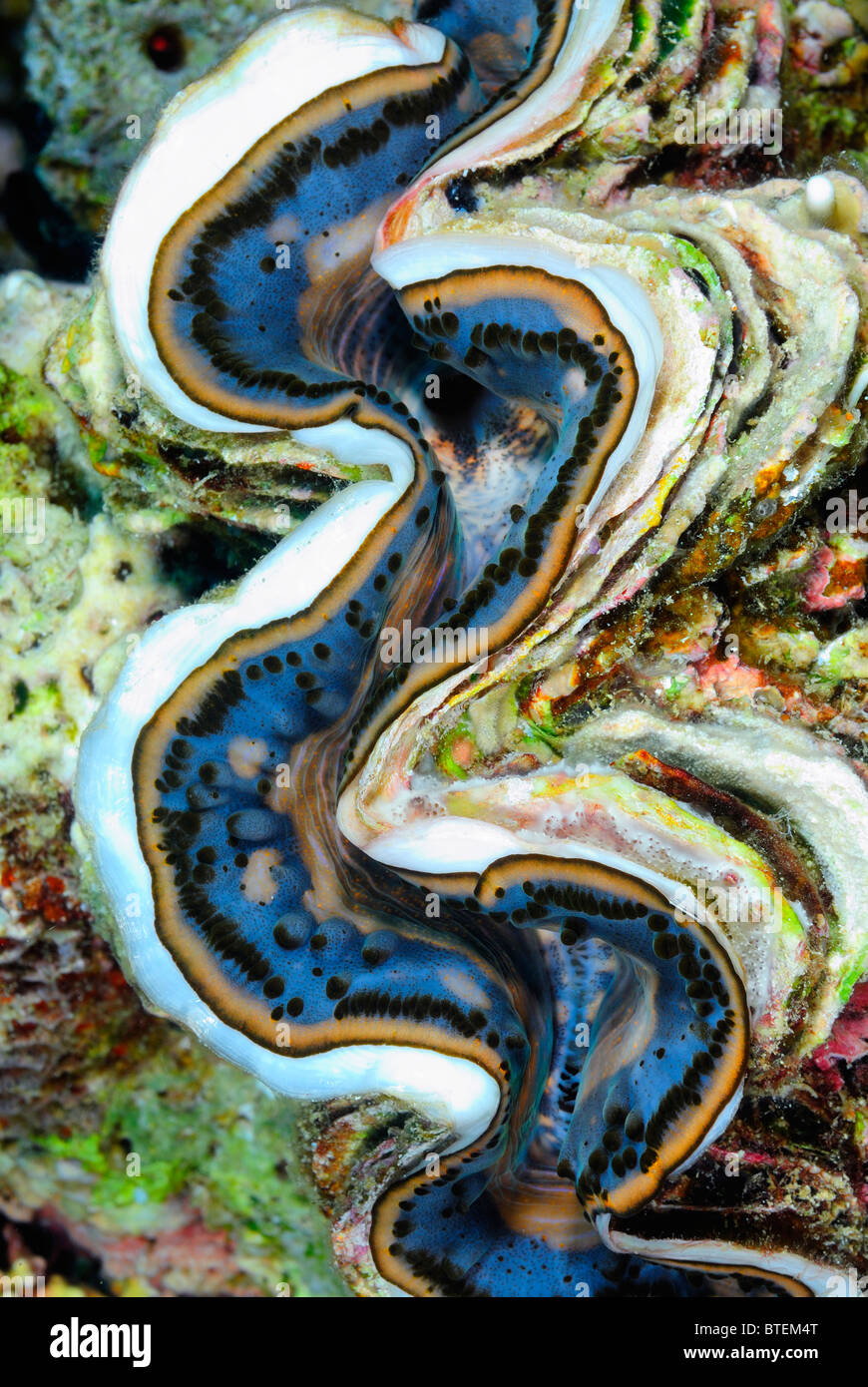 Giant clam off Hamata coast, Egypt, Red Sea Stock Photo Alamy