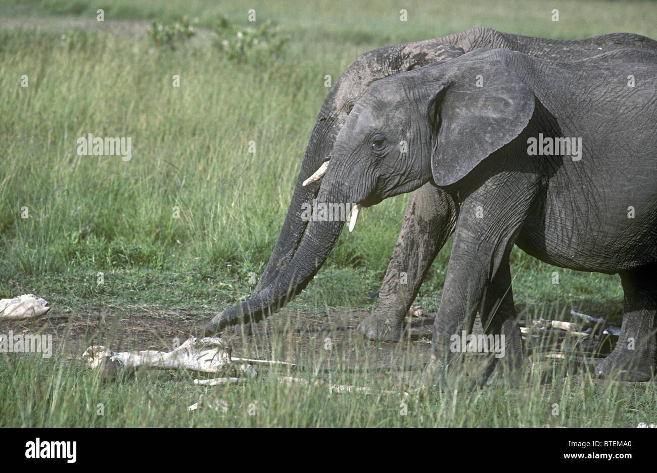 Female elephants examine bones of dead elephant Masai Mara National ...