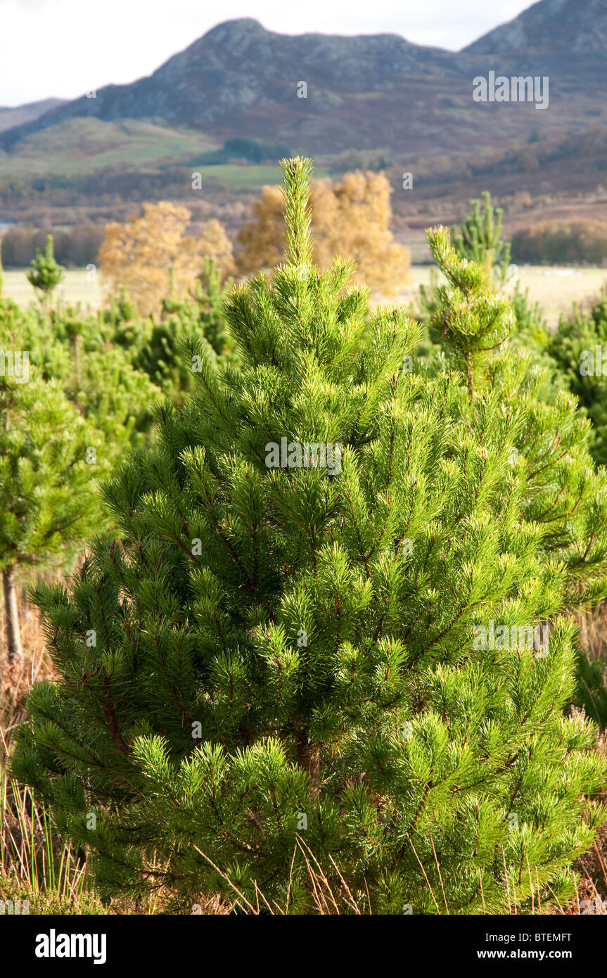 Christmas tree,lodge pole pine, one of the most popular varieties in
