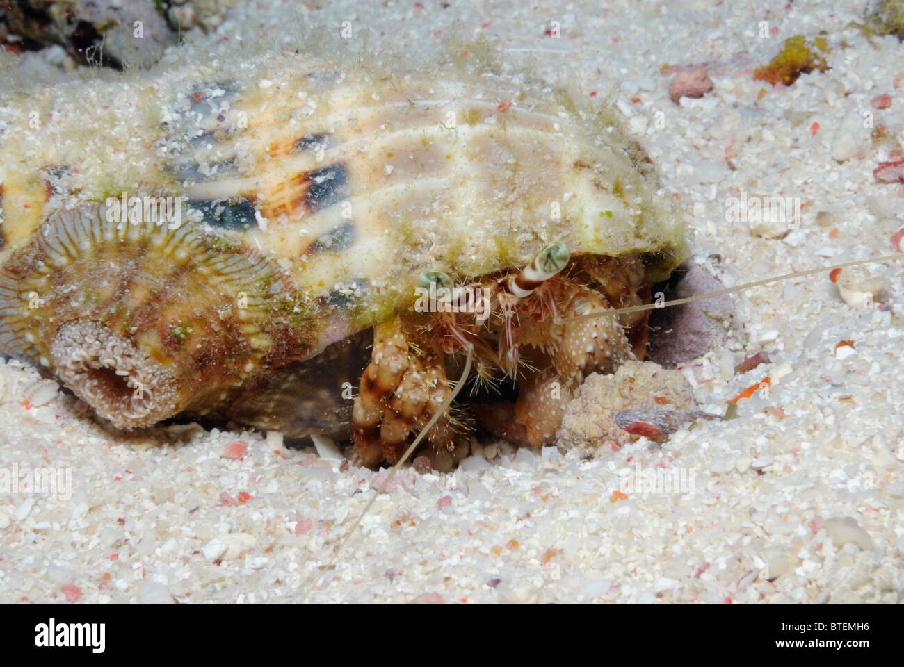 Anemone hermit crab, off Safaga coast, Egypt, Red Sea Stock Photo
