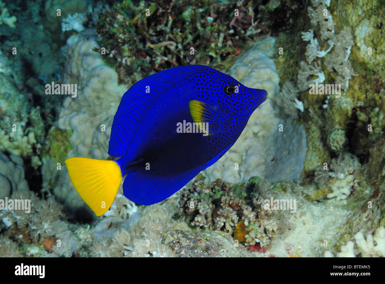 Yellowtail surgeonfish, off coast of Safaga, Egypt, Red Sea Stock Photo