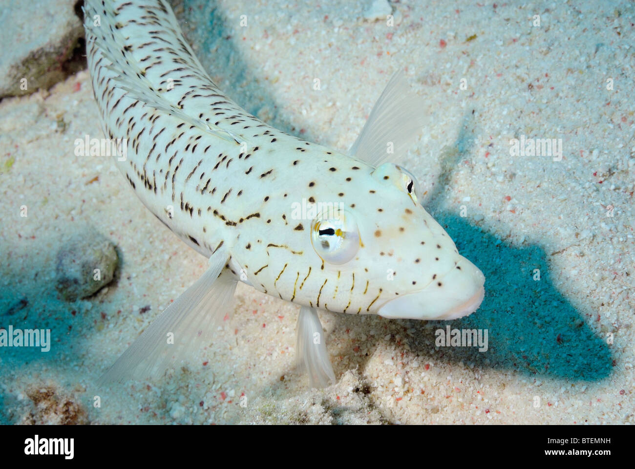 Speckled sandperch, off coast of Safaga, Egypt, Red Sea Stock Photo