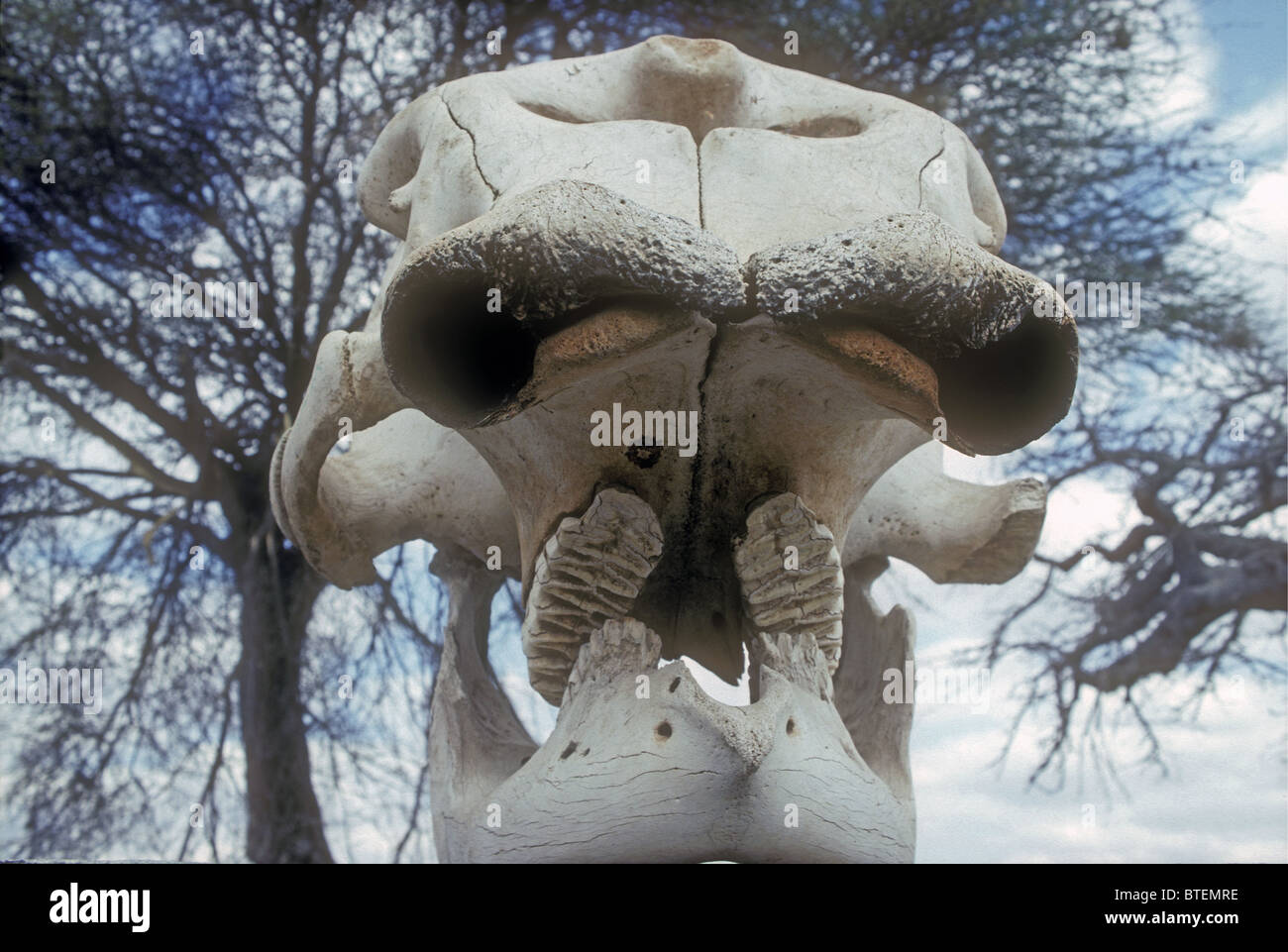Close up of African elephant skull showing teeth and holes for tusks