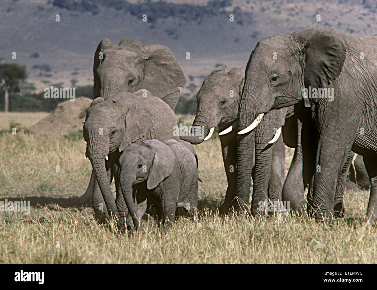 Family group of female elephants and calves Masai Mara National Reserve
