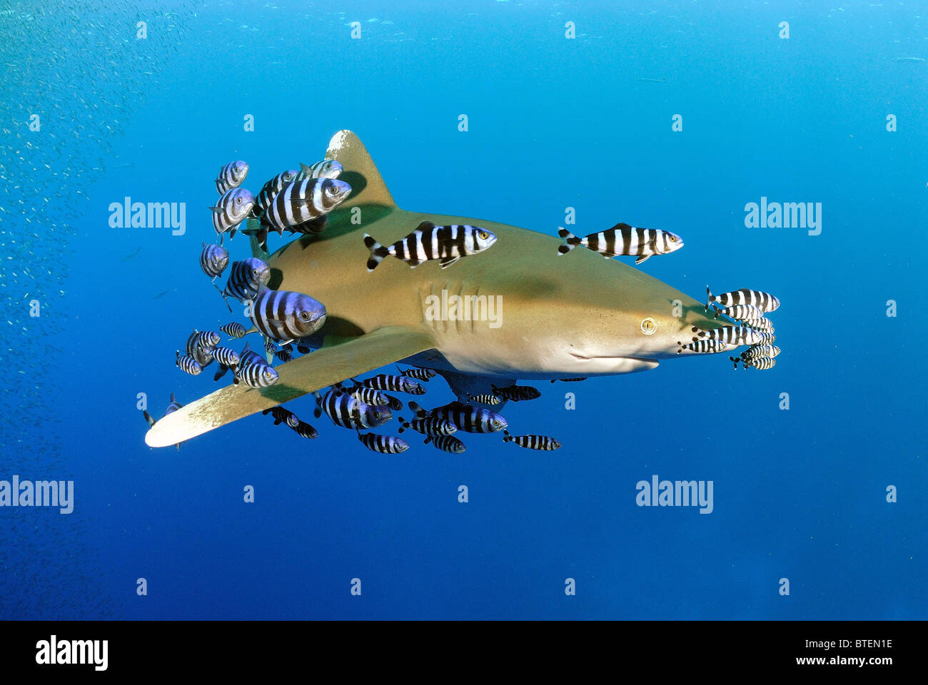Oceanic whitetip shark, Daedalus Island, Egypt, Red Sea Stock Photo