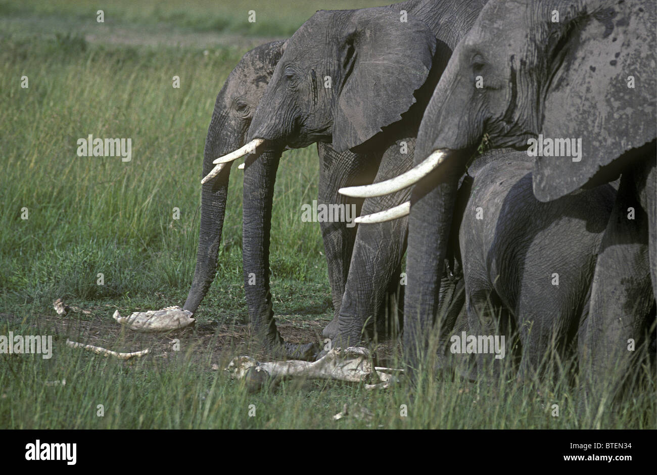 Female elephants examine bones of dead elephant Masai Mara National ...
