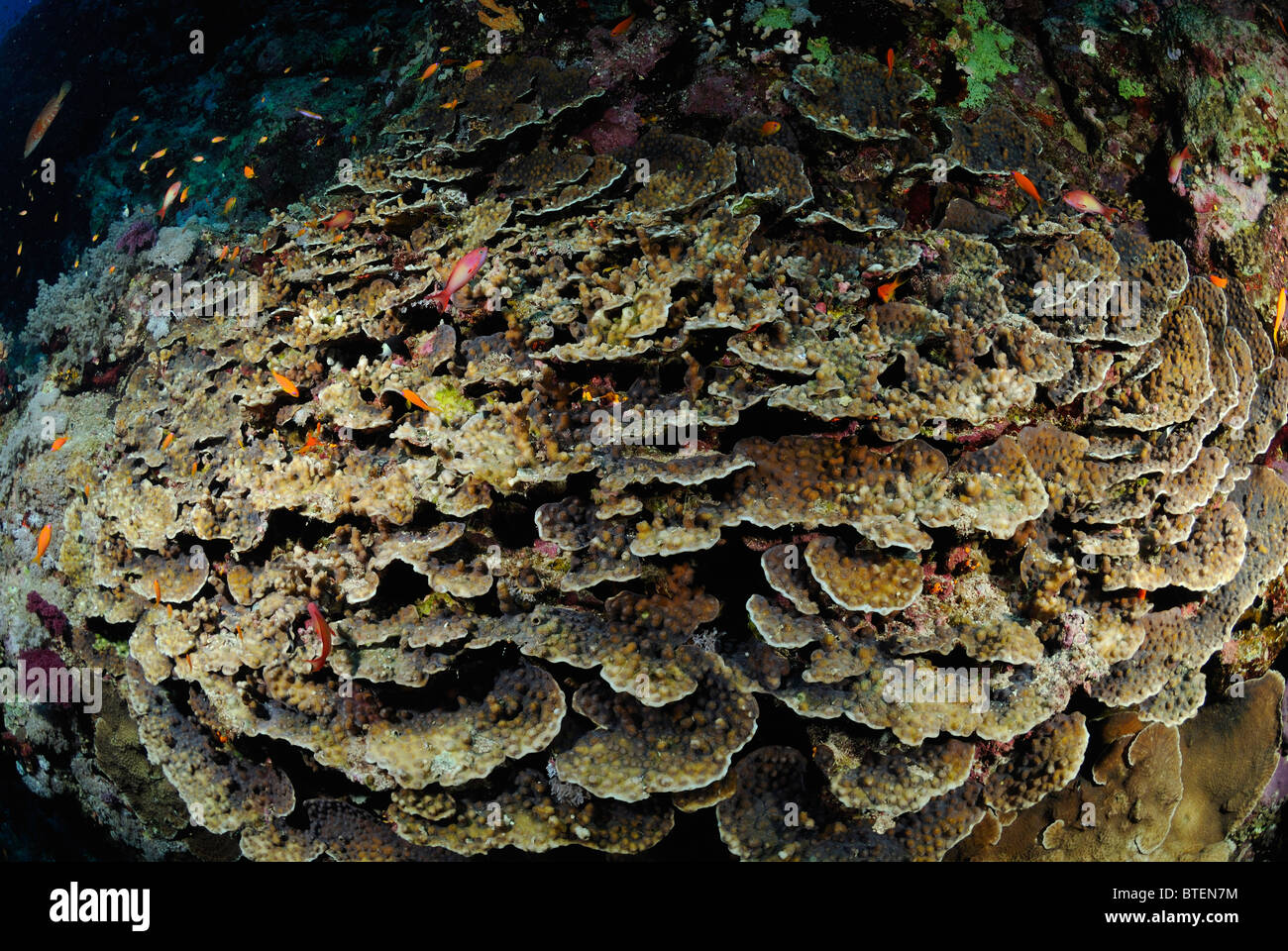 Colony of Montipora sp. coral on a wall of Daedalus Island, Egypt, Red Sea Stock Photo