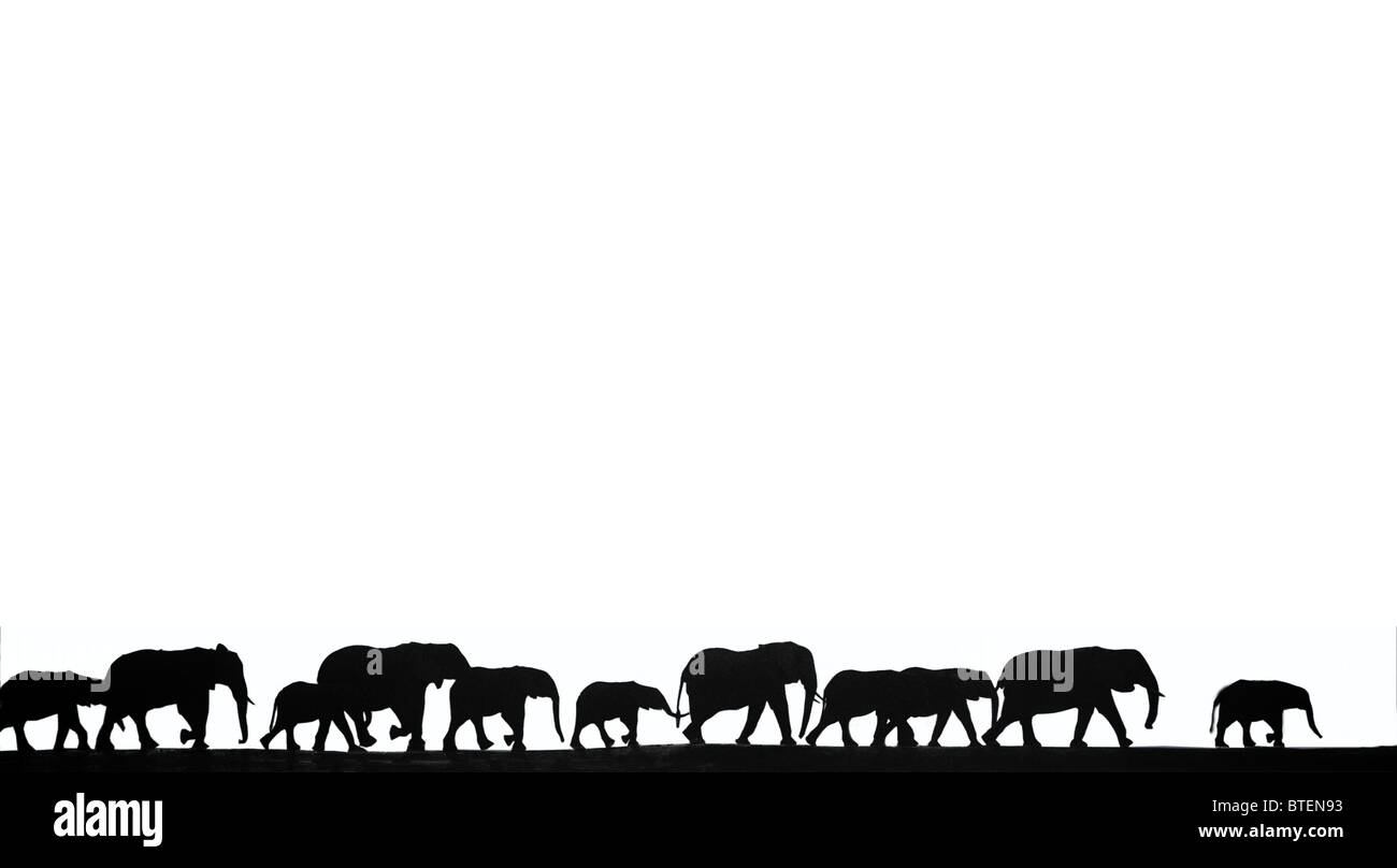 Black and white cut out of Africa elephant family marching in line trunk to tail in Tarangire National Park Kenya East Africa Stock Photo
