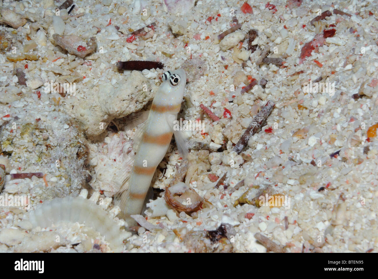 Steinitz' shrimp goby, off Safaga coast, Egypt, Red Sea Stock Photo