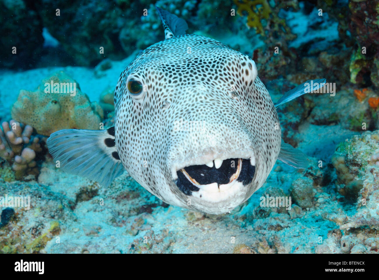 Star puffer fish, off coast of Safaga, Egypt, Red Sea Stock Photo