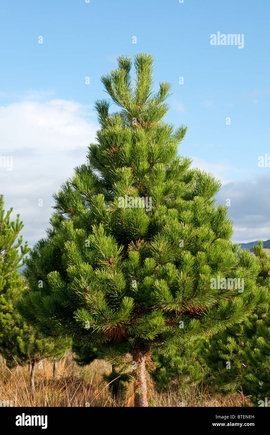 Christmas Treelodge Pole Pine One Of The Most Popular Varieties In