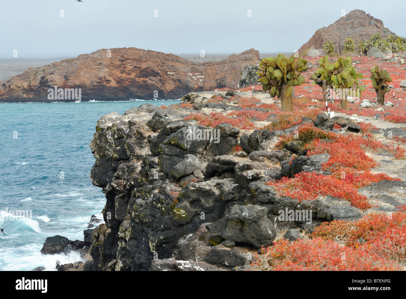 Sesuvium plants on South Plaza island, Galapagos, Ecuador Stock Photo