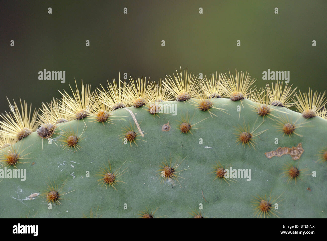 Cactus growing at Charles Darwin research Station, Galapagos, Ecuador Stock Photo