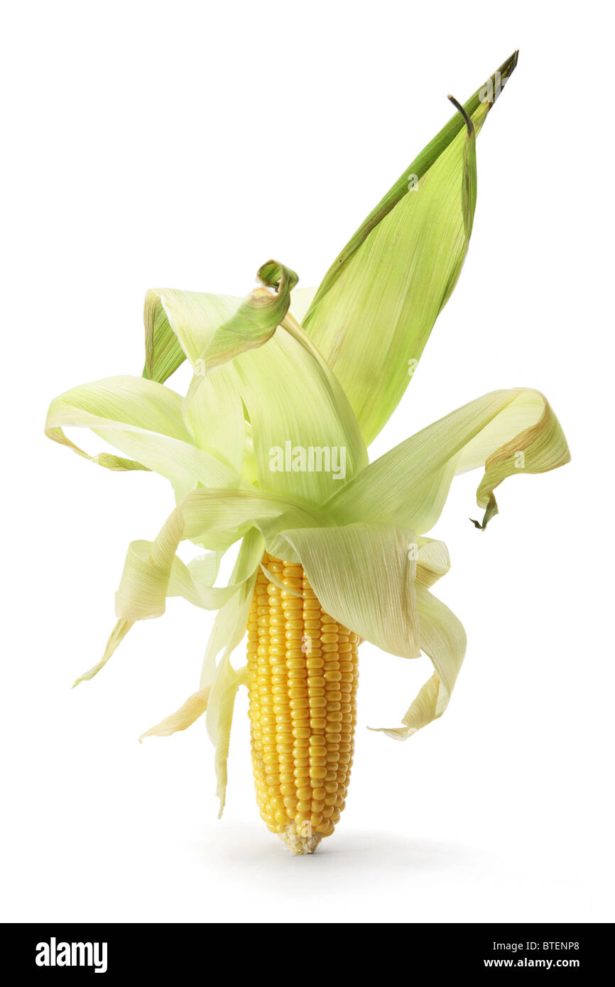 Corn Cob Stock Photo