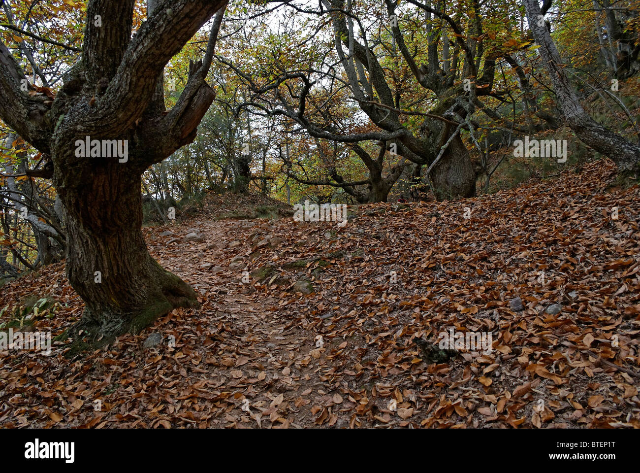 Chestnut forest in the world heritage site of the Medulas in the north of spain Stock Photo