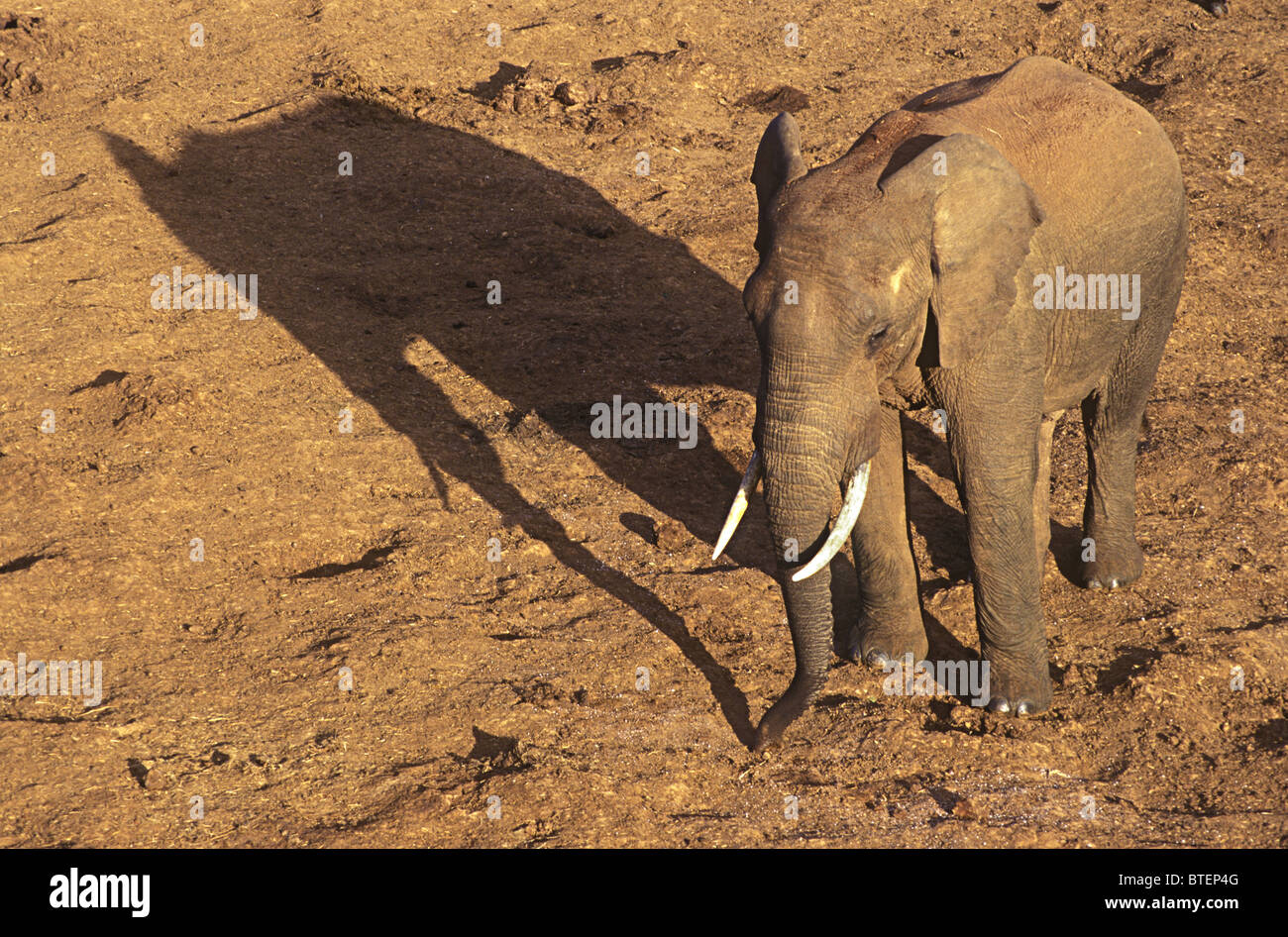 Elephant with long shadow in late afternoon at Ark salt lick Aberdares National Park Kenya East Africa Stock Photo