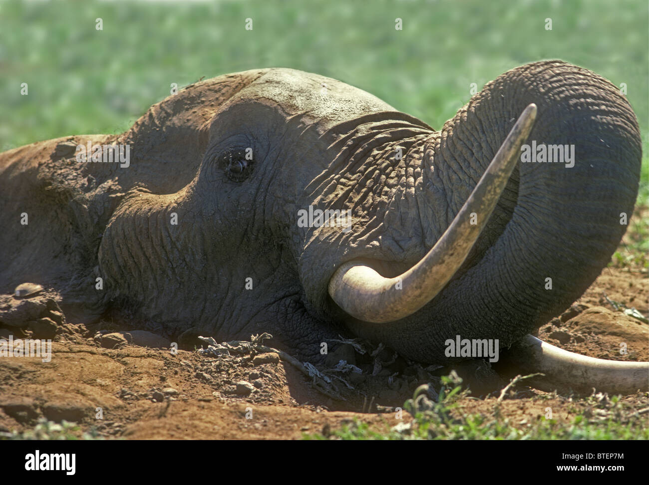 Elephant trapped and dying in bog in dried out Aruba Dam Tsavo East National  Park Kenya The elephant is eating grass thrown it Stock Photo - Alamy