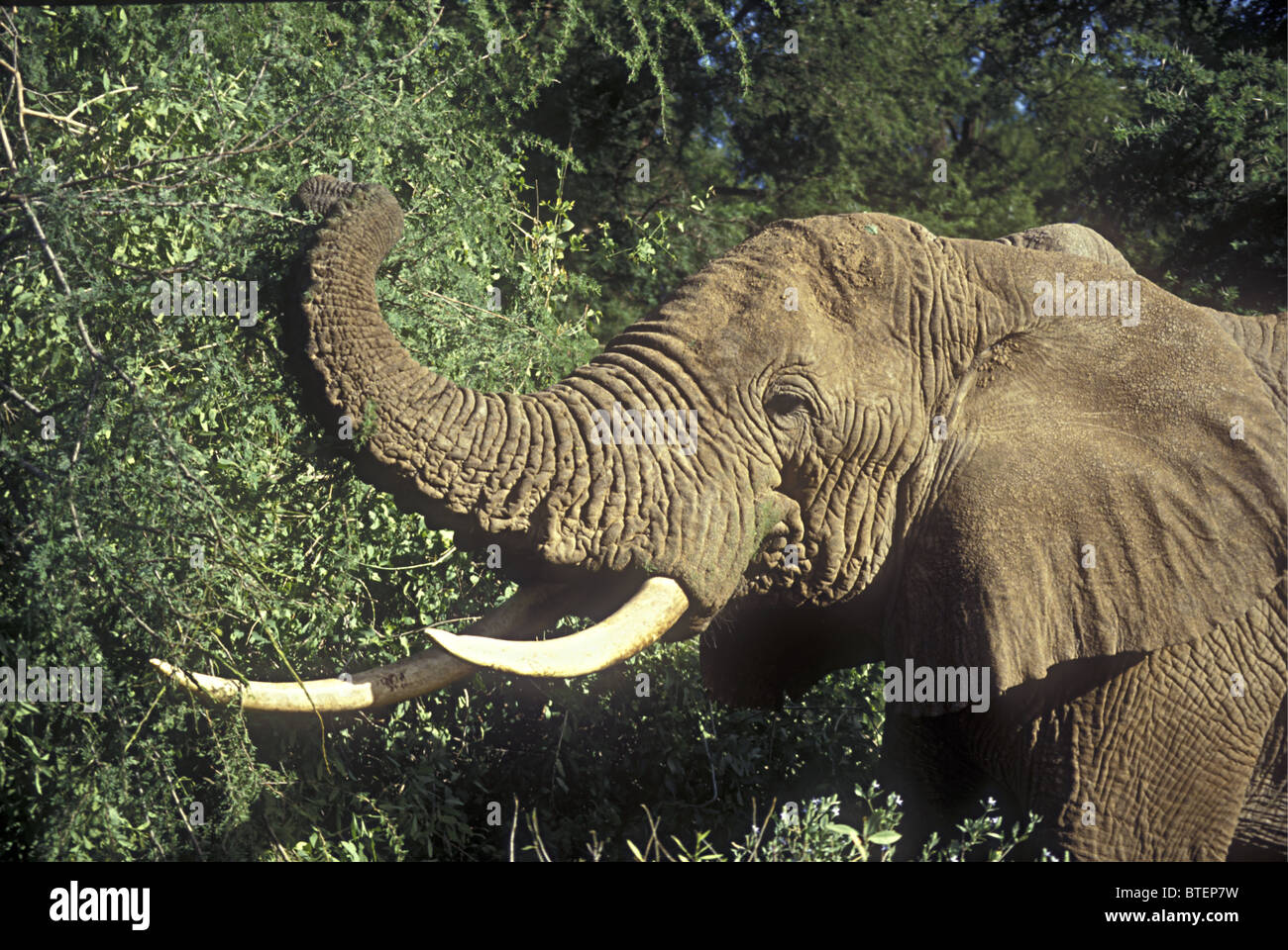 African elephant browsing on acacia tree using trunk to grip branches in Samburu National Reserve Kenya East Africa Stock Photo