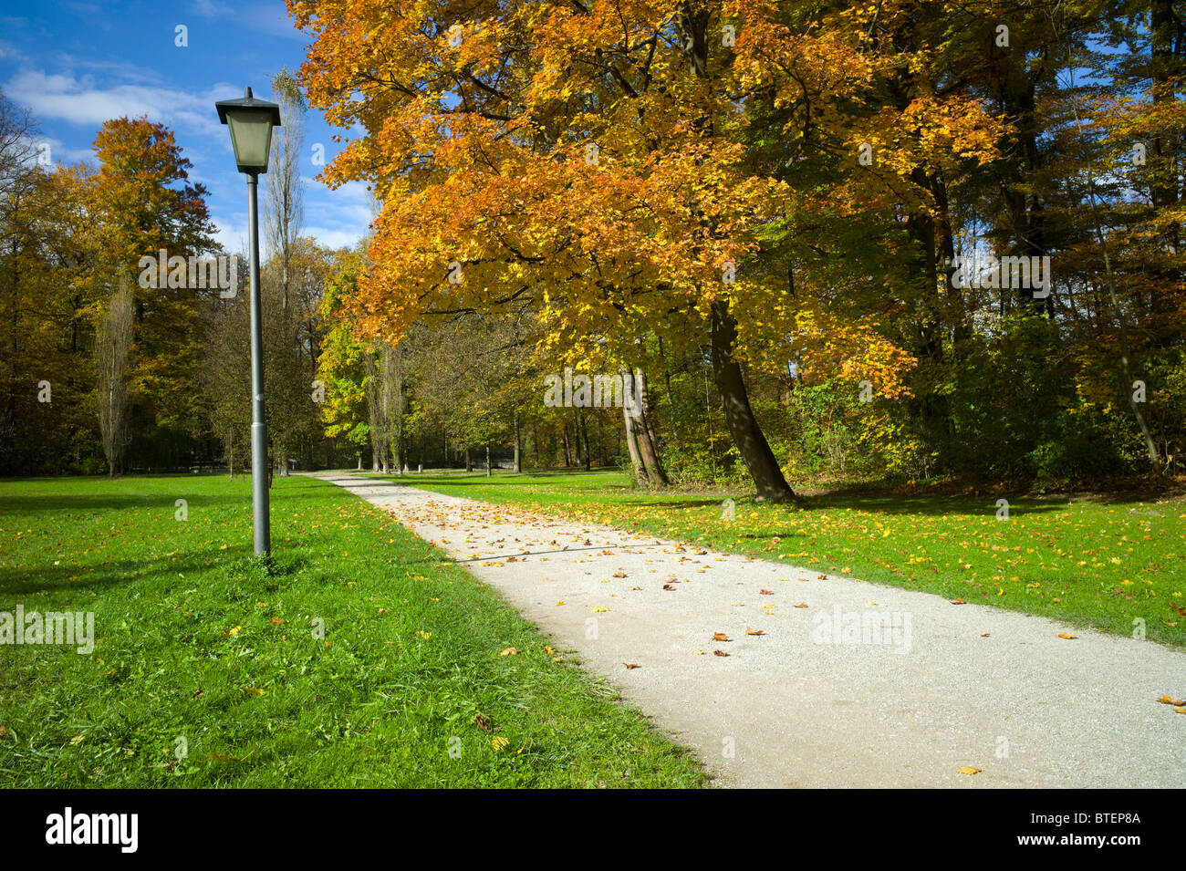 Maple tree with yellowish colored leaves of a in the English Garden in ...