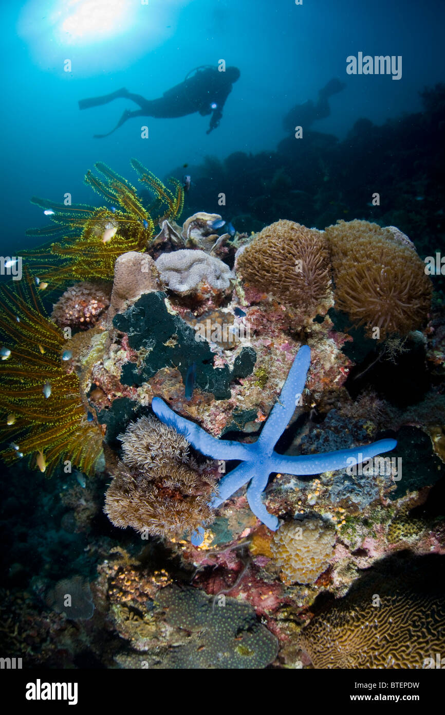 A diver hovers over a diverse coral reef, adorned by a blue sea star, Linkia laevigata. Cabilao Island. Stock Photo