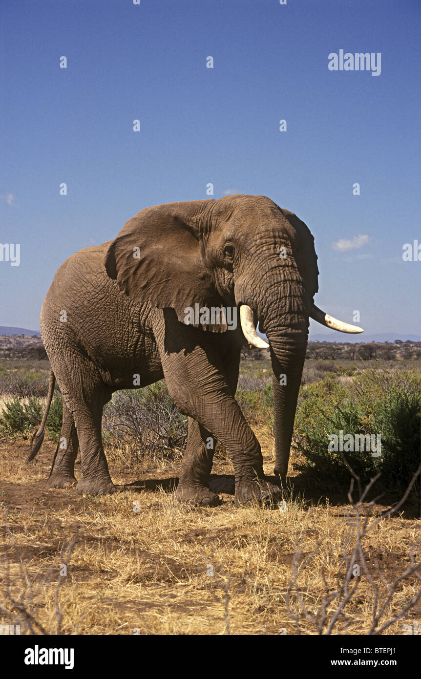 Very fine mature bull elephant with good ivory tusks walking Samburu National Reserve Kenya East Africa Stock Photo