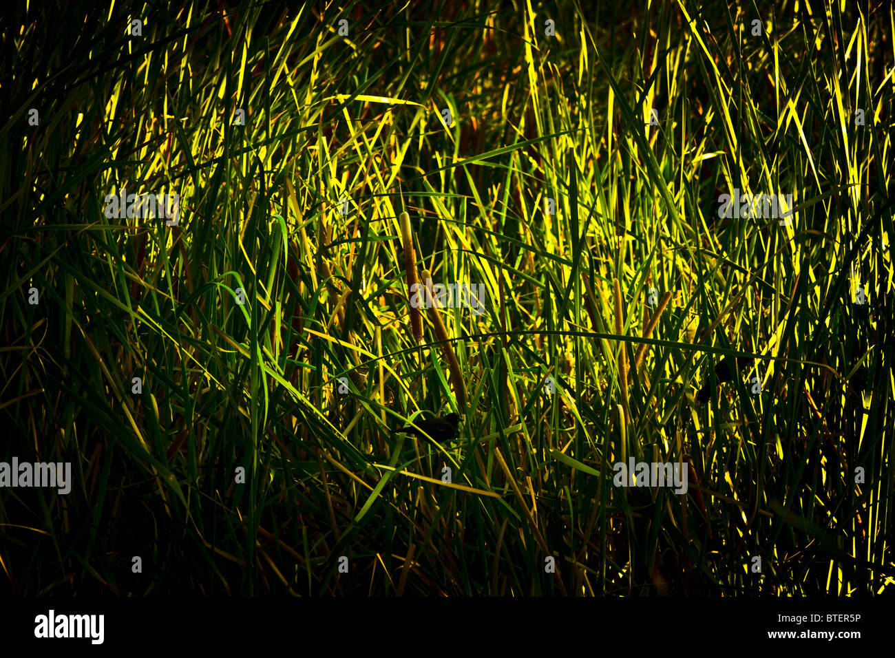 Green Cattail or Typha Typhaceae spp. L. (T. latifolia, T. glauca, T. angustifolia, T. domingensis) Stock Photo