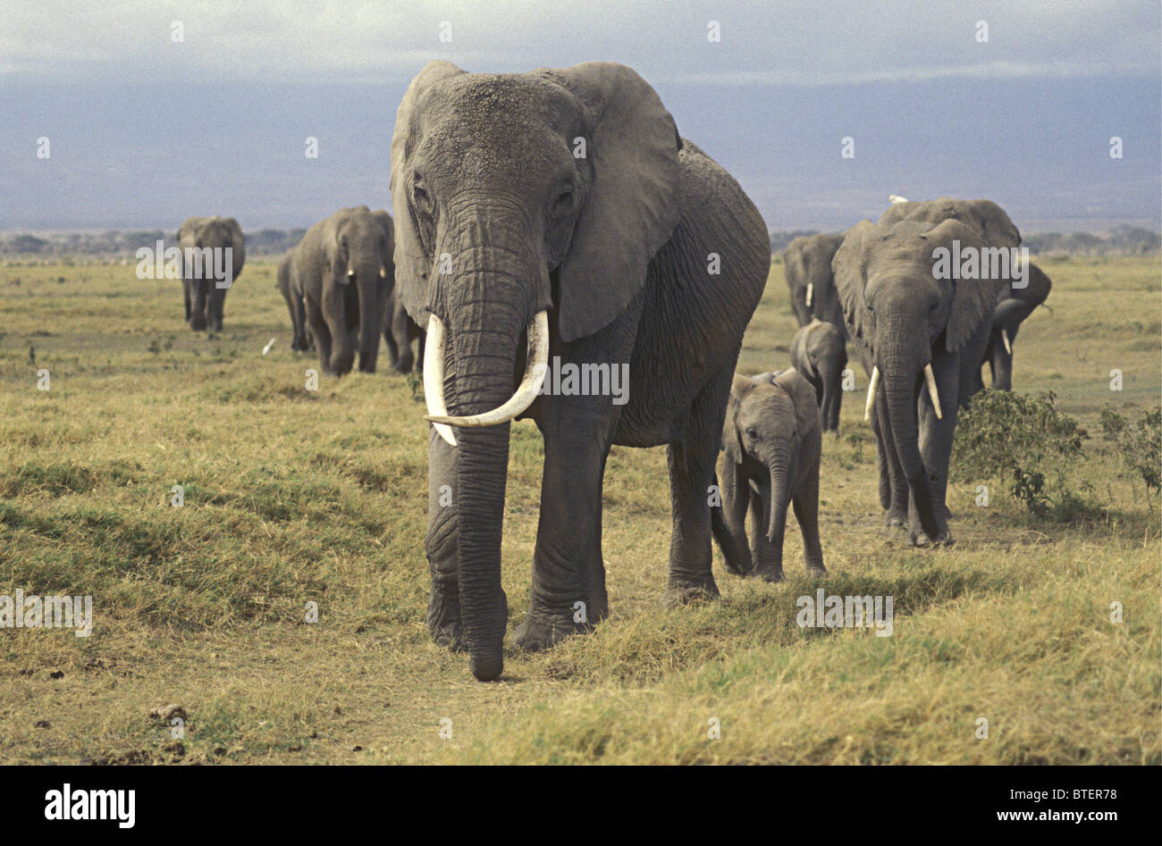 Family group of elephant females and calves led by famous matriarch Echo Amboseli National Park Kenya East Africa Stock Photo