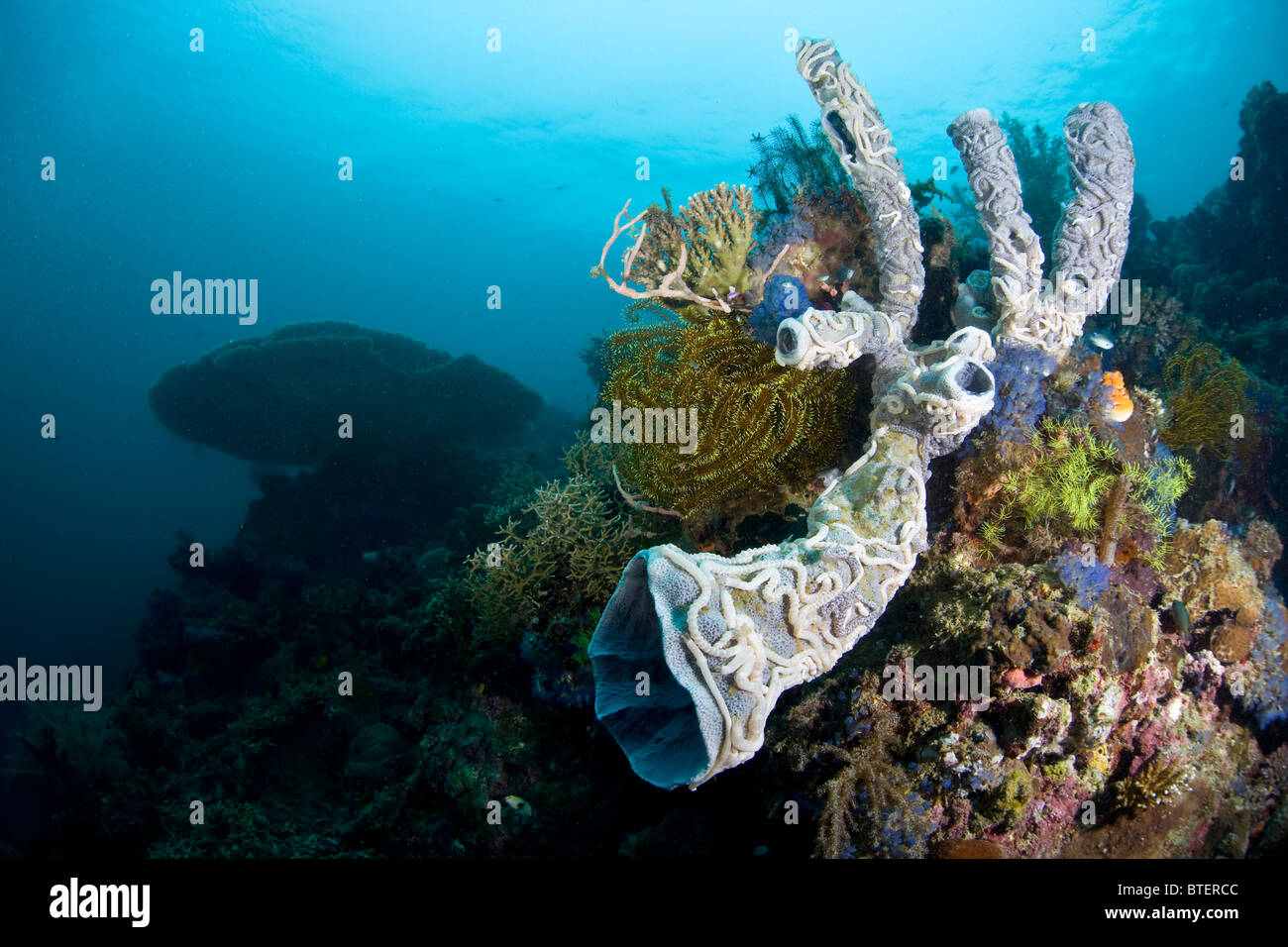 Tube sponges, covered by small sea cucumbers, filter organic material