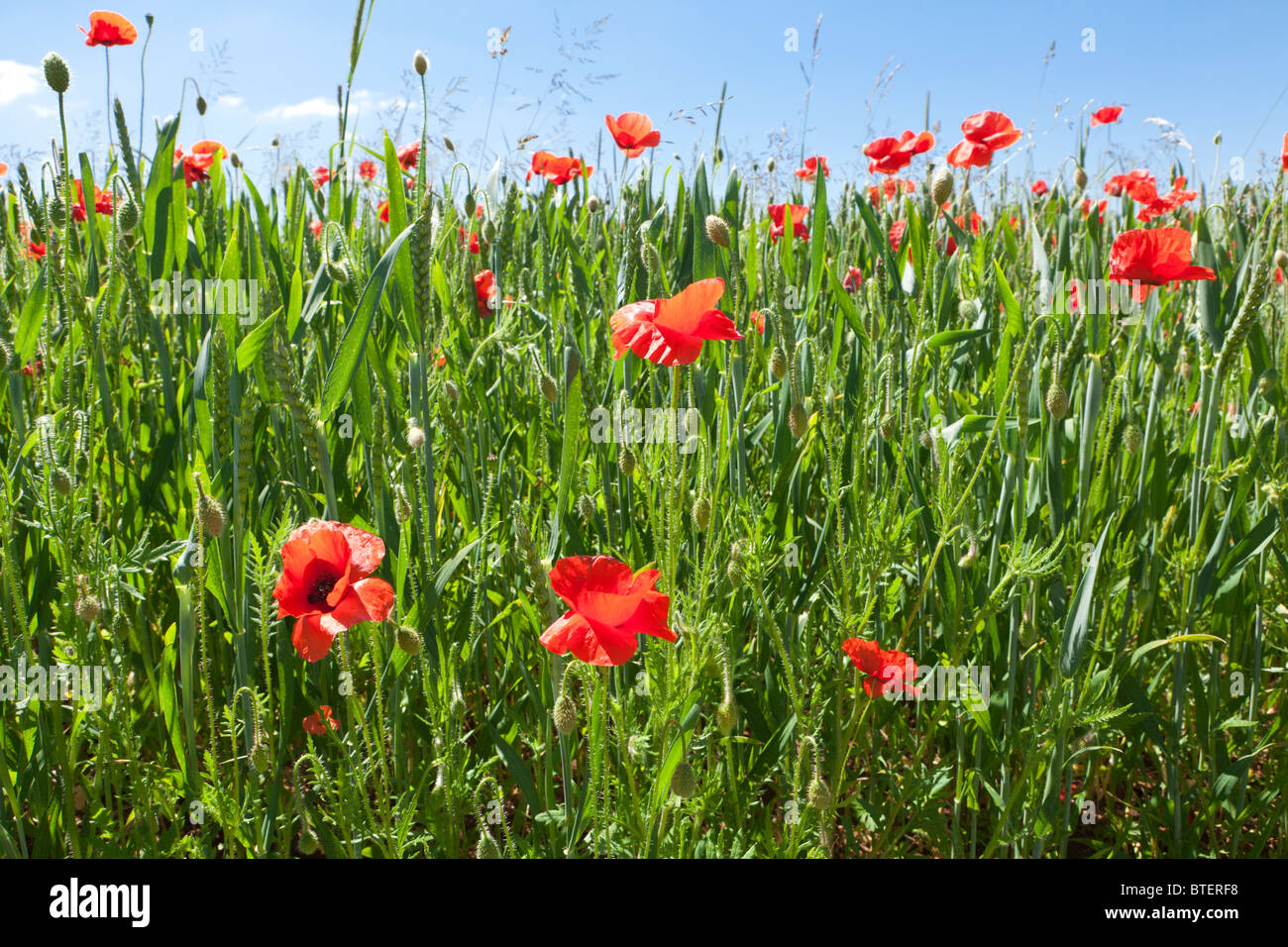 Poppies in a wheat field near the Cotswold village of Condicote, Gloucestershire UK Stock Photo