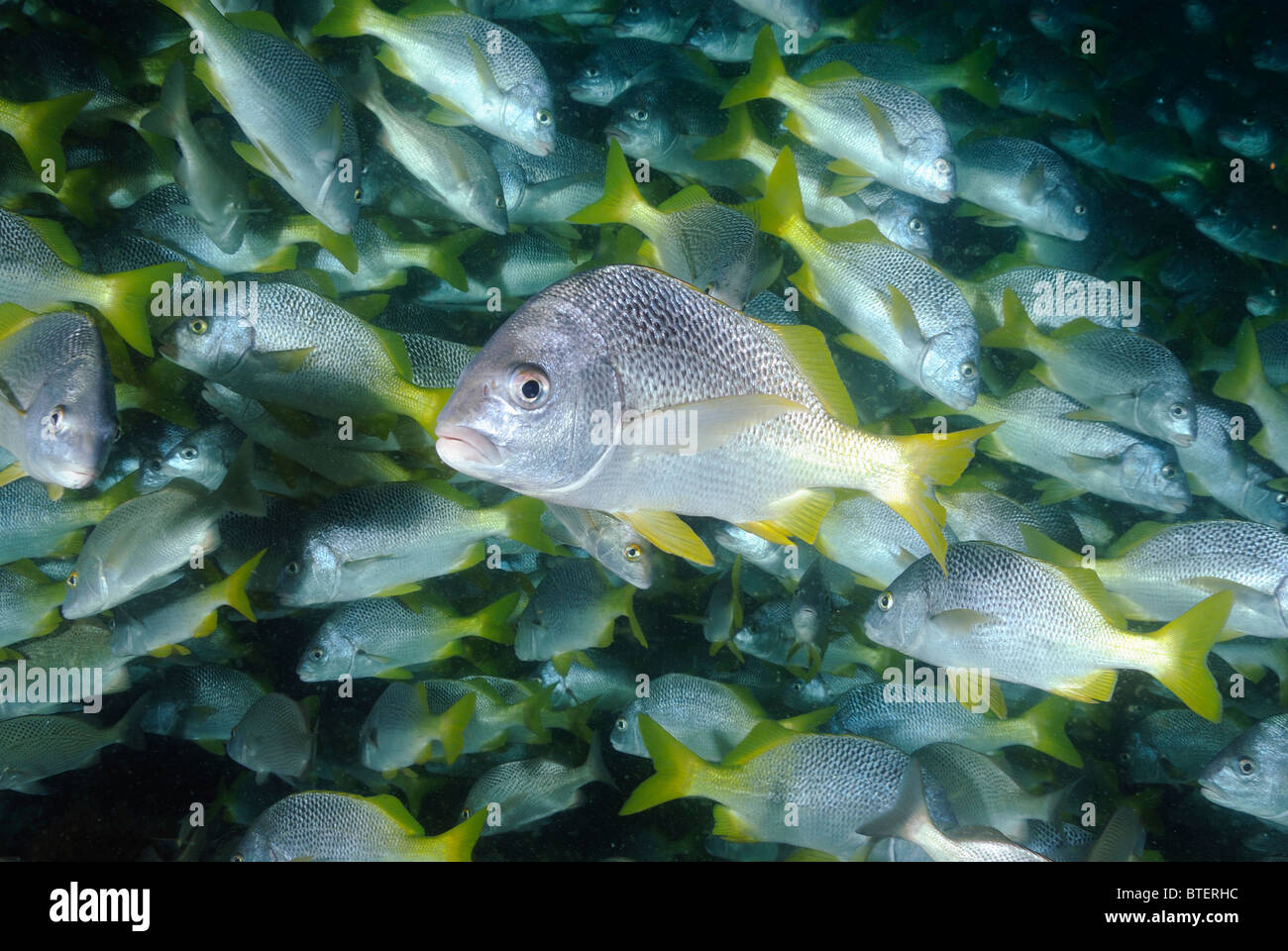 School of burrito grunt fishes, Galapagos, Ecuador Stock Photo