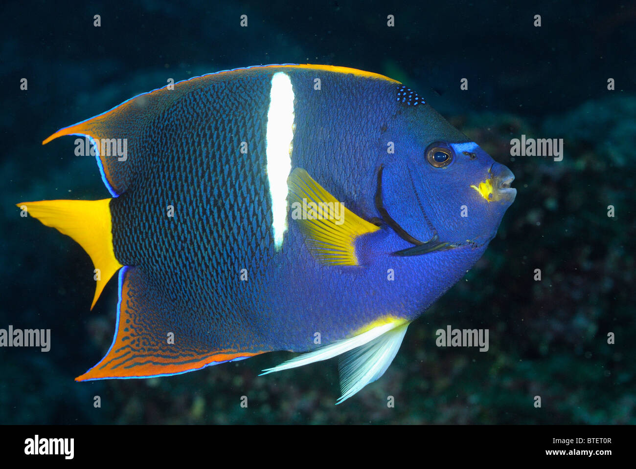 King angelfish, Galapagos, Ecuador Stock Photo