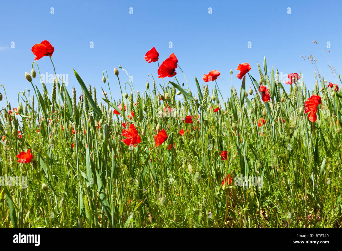 Poppies in a wheat field near the Cotswold village of Condicote, Gloucestershire Stock Photo
