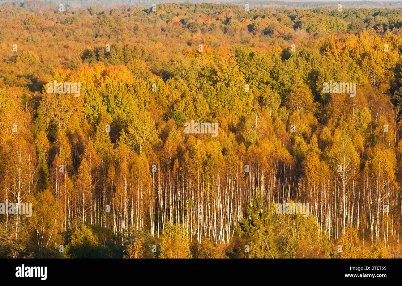 Aerial view of the forest Stock Photo - Alamy