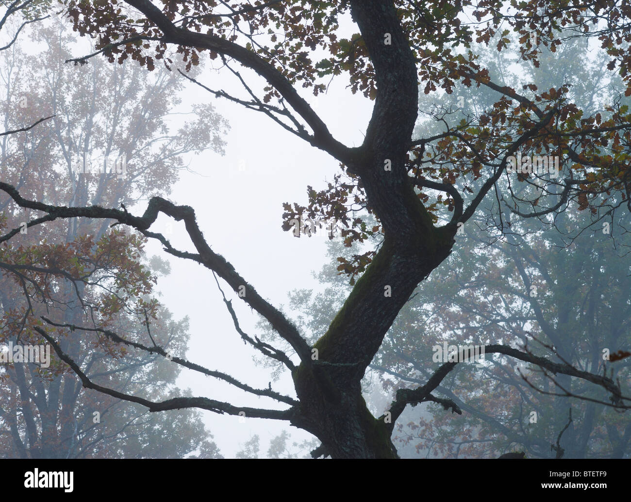 Oak tree in deciduous forest hi-res stock photography and images - Alamy