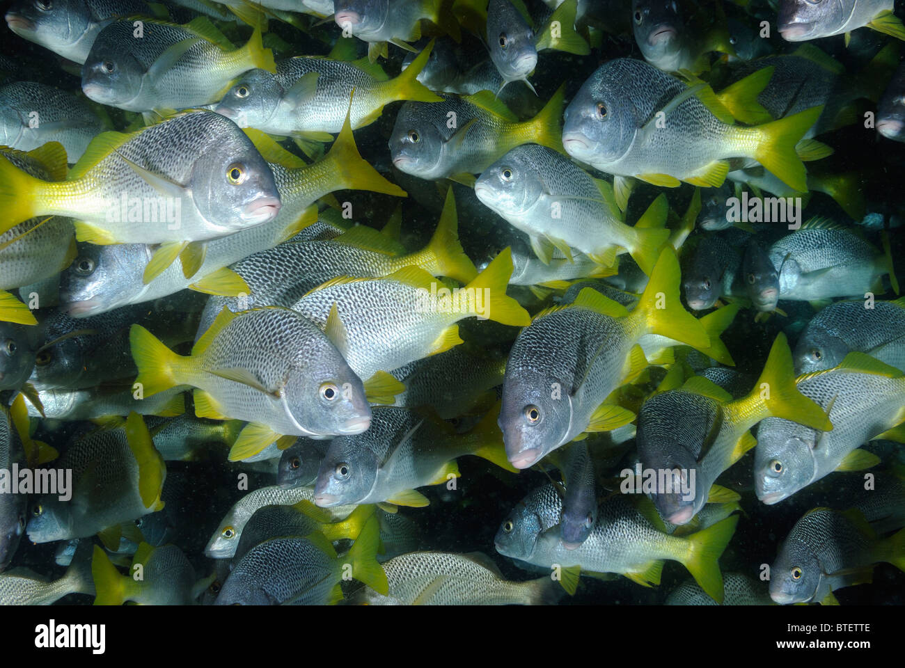 School of burrito grunt fishes, Galapagos, Ecuador Stock Photo