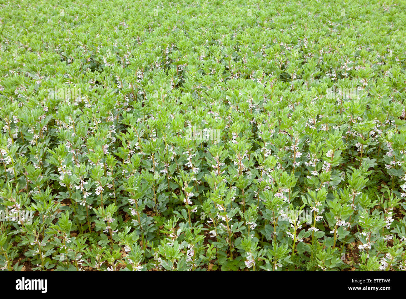Field beans growing on the Cotswolds near Hawling, Gloucestershire UK Stock Photo Alamy