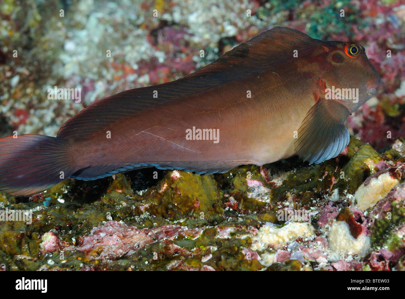 Panamic fanged blenny fish, Galapagos, Ecuador Stock Photo
