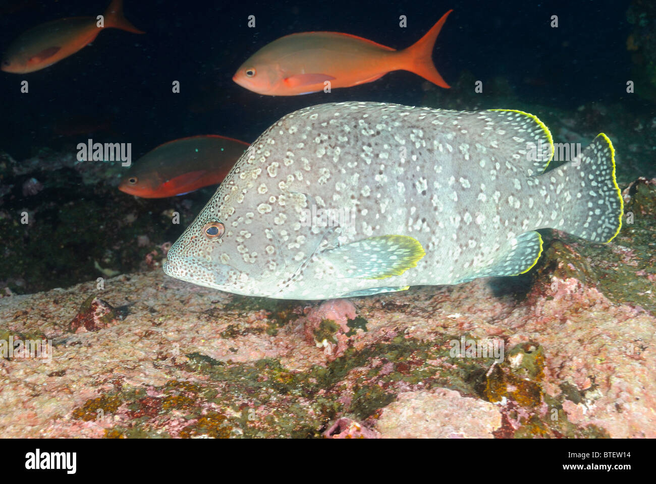 Leather bass fish scientific name hires stock photography and images