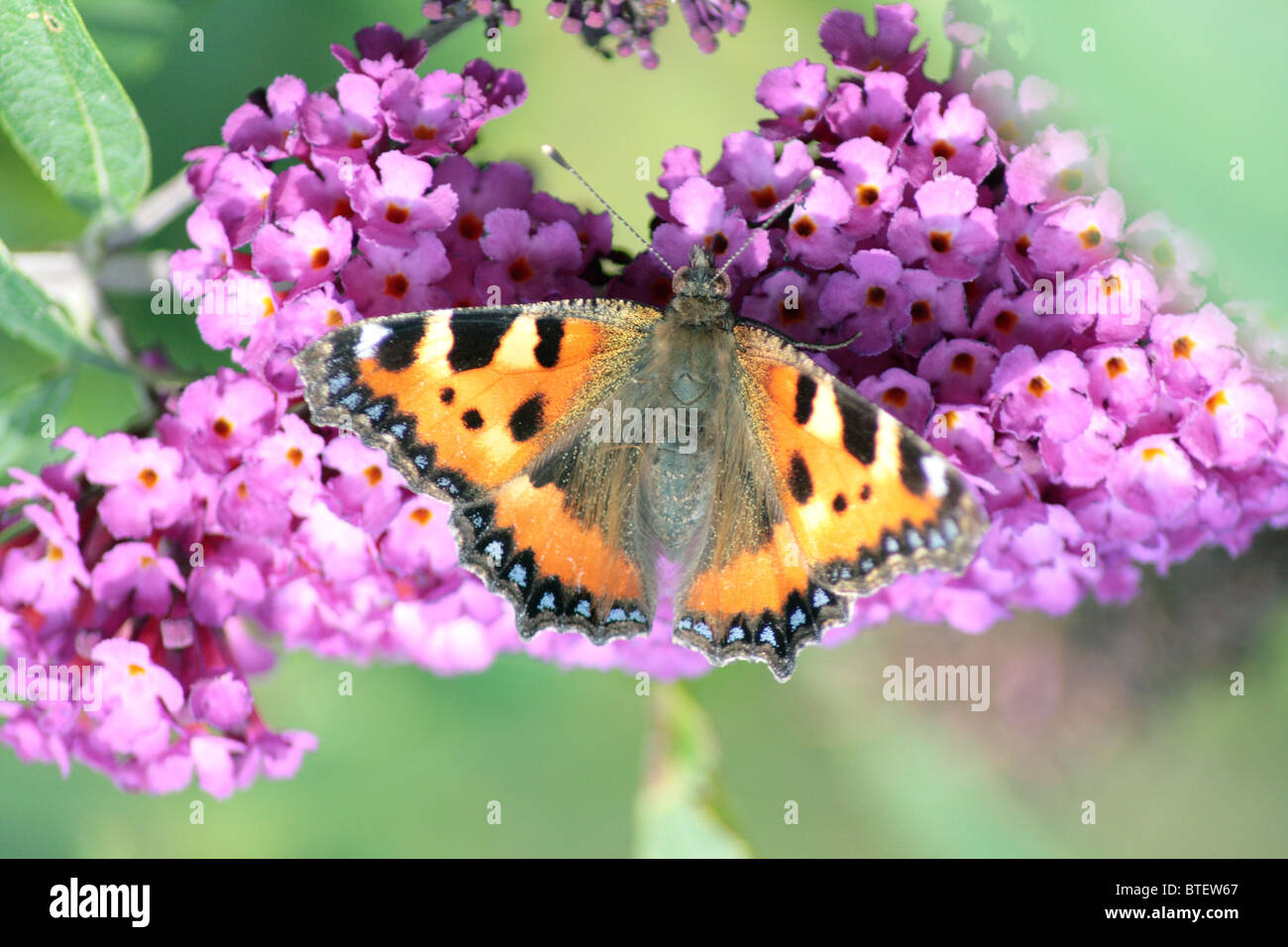 Diestelfalter Thistle butterfly (Vanessa cardui) Stock Photo