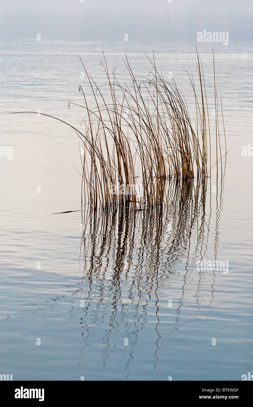 Wind Through Reeds Silhouette reeds in wind hi-res stock photography and images - Alamy