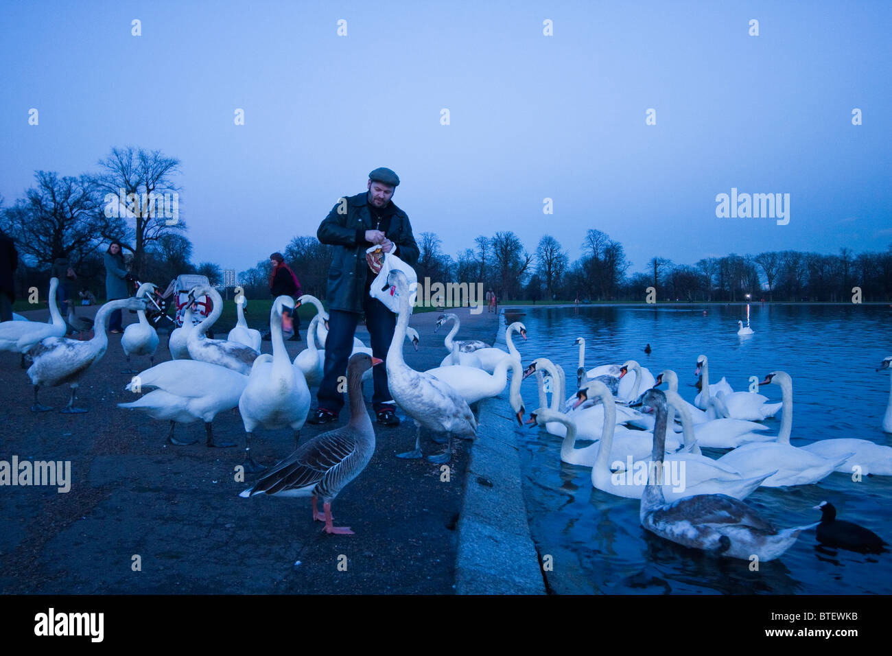 Man feeding swans, Kensington Gardens in early spring, March 2010 Stock